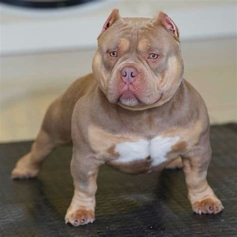 Browse thru our ID Verified puppy for <b>sale</b> listings to find your perfect puppy in your area. . Micro bully for sale near me